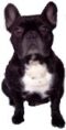 Französische Bulldoggen